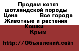 Продам котят шотландской породы › Цена ­ 2 000 - Все города Животные и растения » Кошки   . Крым